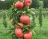 Яблоня колонновидная Янтарное ожерелье